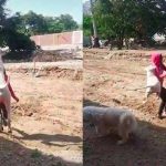 Arde TikTok por mascota que hace el salto del tigre 