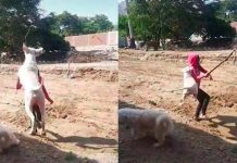 Perrito viral en TikTok por defender a su hermano de una chica necia Arde TikTok por mascota que hace el salto del tigre