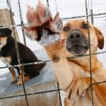 Cruel acto en Sinaloa: Envenenan a 14 perros en refugio de animales Sospecha de 2 varones por asesinar perros en Sinaloa