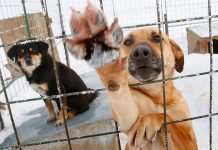 Cruel acto en Sinaloa: Envenenan a 14 perros en refugio de animales Sospecha de 2 varones por asesinar perros en Sinaloa