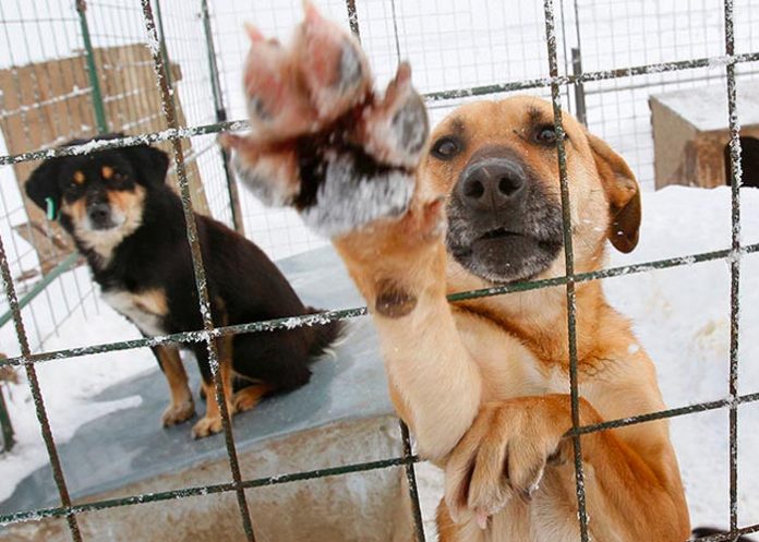 Sospecha de 2 varones por asesinar perros en Sinaloa