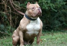 «Indignación» Roba y debilita perros para que su pitbull se los coma El hombre fue imputado a proceso legal por la pitbull