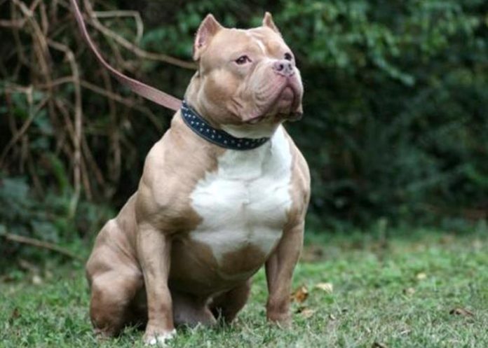 El hombre fue imputado a proceso legal por la pitbull