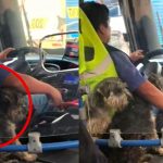 Chofer conmociona al ser captado trabajando junto a sus 2 perritos en Perú Redes sociales están que arden por acto tierno en Perú