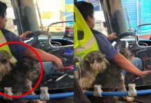 Redes sociales están que arden por acto tierno en Perú
