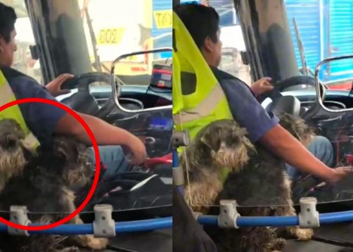 perros Redes sociales están que arden por acto tierno en Perú