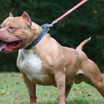 ¡Terrible! Muere atacada por 2 perros pitbull que cuidaba en Estados Unidos Perros pitbull endemoniados atacaron a mujer en EE.UU.