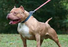¡Terrible! Muere atacada por 2 perros pitbull que cuidaba en Estados Unidos Perros pitbull endemoniados atacaron a mujer en EE.UU.