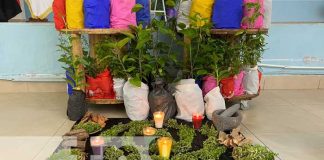 Promoción de plantas medicinales en Nicaragua
