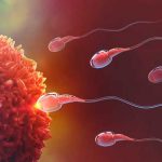 Entérate ¿A qué se debe la Esterilidad masculina y baja calidad del semen? Entérate ¿A qué se debe la Esterilidad masculina y baja calidad del semen?