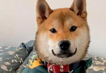 ¡Justicia para Maple! Mandó a su perro a campamento y regreso hecho cenizas