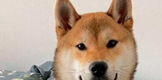 ¡Justicia para Maple! Mandó a su perro a campamento y regreso hecho cenizas