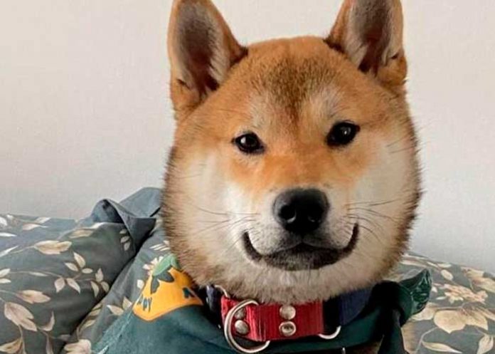 viral2 ¡Justicia para Maple! Mandó a su perro a campamento y regreso hecho cenizas