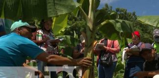 INTA Nicaragua fortalece técnicas de vitroplantas en el país