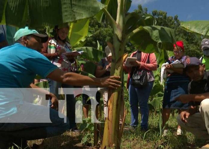 INTA Nicaragua fortalece técnicas de vitroplantas en el país