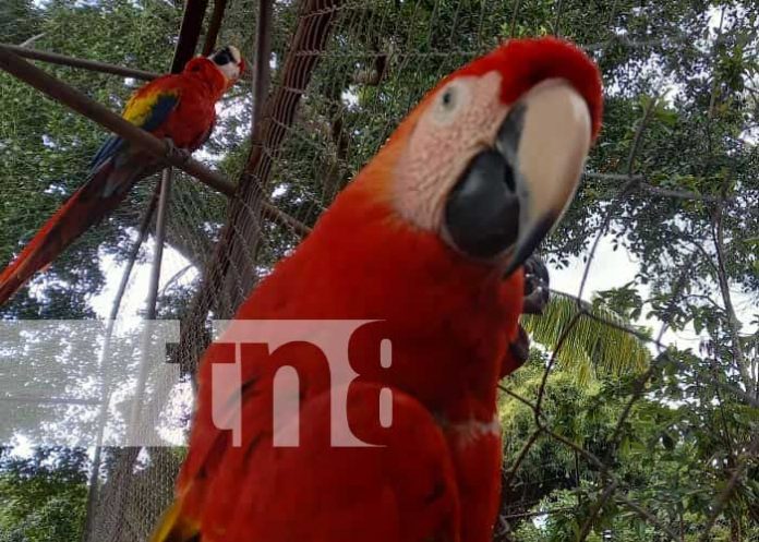 Zoocriadero ALSOFI en Catarina, Masaya