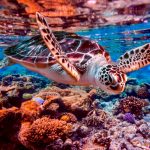 Australia protegerá la barrera de coral prohibiendo las minas de carbón Australia protegerá la barrera de coral prohibiendo las minas de carbón