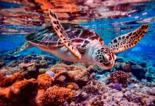 Australia protegerá la barrera de coral prohibiendo las minas de carbón Australia protegerá la barrera de coral prohibiendo las minas de carbón