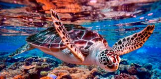 Australia protegerá la barrera de coral prohibiendo las minas de carbón
