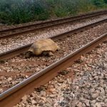¡Por horas! Tortuga gigante bloquea las vías del tren en Inglaterra Tortuga gigante bloquea las vías del tren en Inglaterra