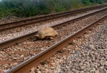 ¡Por horas! Tortuga gigante bloquea las vías del tren en Inglaterra Tortuga gigante bloquea las vías del tren en Inglaterra