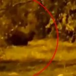 ¡Terror! Duende es visto jugando con un matorral en Colombia