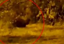 ¡Terror! Duende es visto jugando con un matorral en Colombia