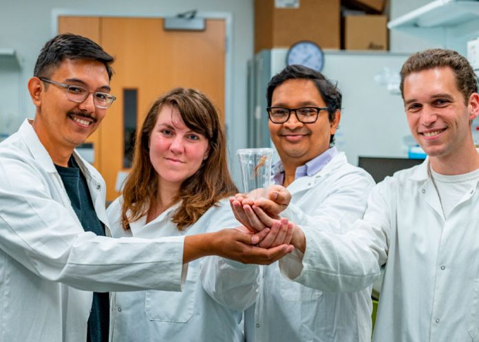 Nueva técnica para detectar el cáncer con ayuda de langostas