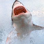 Tiburones atacan a niño de 8 años durante vacaciones en Bahamas Tiburones atacan a niño de 8 años durante vacaciones en Bahamas