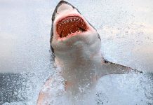 Tiburones atacan a niño de 8 años durante vacaciones en Bahamas Tiburones atacan a niño de 8 años durante vacaciones en Bahamas