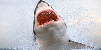 Tiburones atacan a niño de 8 años durante vacaciones en Bahamas