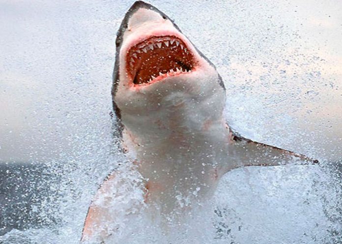 Tiburones atacan a niño de 8 años durante vacaciones en Bahamas