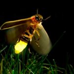 Como los humanos: Luciérnagas prefieren aparearse en la oscuridad