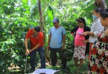 INTA y CONATRADEC realizan estudio de la fertilidad de los suelos en Café INTA y CONATRADEC realizan estudio de la fertilidad de los suelos en Café