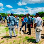 Mejoran técnicas de cultivo de arroz a través del INTA, en Chinandega