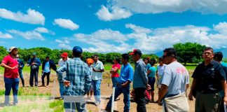 Mejoran técnicas de cultivo de arroz a través del INTA, en Chinandega