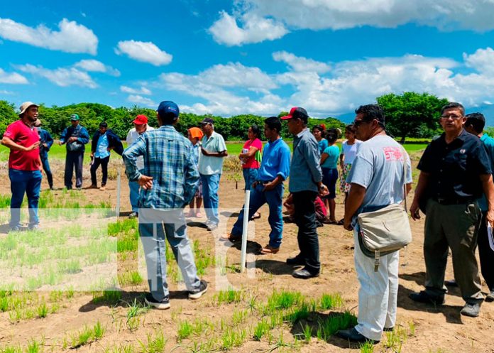 1 Mejoran técnicas de cultivo de arroz a través del INTA, en Chinandega
