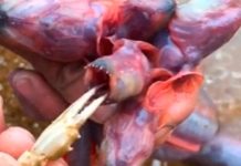 «¿Es un demorgorgon?» Se viraliza en TikTok criatura de mar con 5 cabezas "¿Es un demorgorgon?" Se viraliza en TikTok criatura de mar con 5 cabezas
