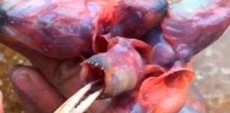 "¿Es un demorgorgon?" Se viraliza en TikTok criatura de mar con 5 cabezas