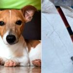 Todo un héroe: Perrito muere defendiendo a su familia en México