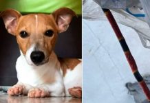 Todo un héroe: Perrito muere defendiendo a su familia en México Todo un héroe: Perrito muere defendiendo a su familia en México