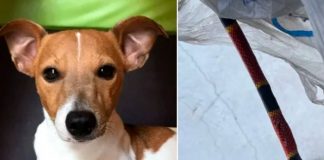 Todo un héroe: Perrito muere defendiendo a su familia en México