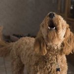 ¿Tu perro ladra al vacío? Quizás vio un fantasma: Esto dice la ciencia