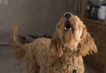 ¿Tu perro ladra al vacío? Quizás vio un fantasma: Esto dice la ciencia