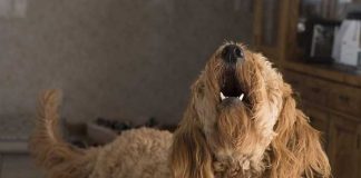 ¿Tu perro ladra al vacío? Quizás vio un fantasma: Esto dice la ciencia