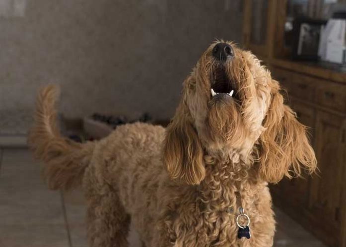 ¿Tu perro ladra al vacío? Quizás vio un fantasma: Esto dice la ciencia