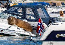 Noruega aplica eutanasia a la morsa responsable de «arruinar» botes Sacrifican en Noruega a la morsa que "arruinó" botes por tomar su siesta