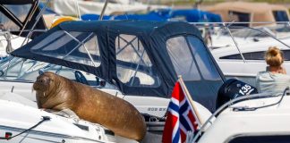 Sacrifican en Noruega a la morsa que "arruinó" botes por tomar su siesta