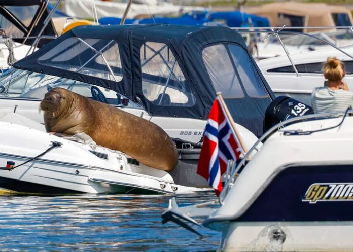 1 Sacrifican en Noruega a la morsa que