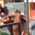 Se caen del caballo durante hípico en Guatemala